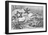 Illustrations of Star Fish-null-Framed Giclee Print