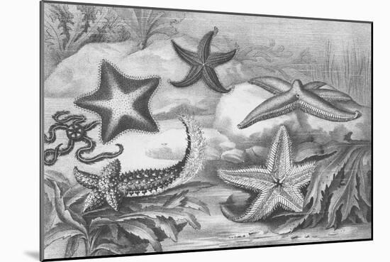 Illustrations of Star Fish-null-Mounted Giclee Print