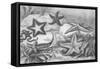 Illustrations of Star Fish-null-Framed Stretched Canvas