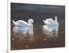 Illustrious Swans-Bruce Dumas-Framed Giclee Print