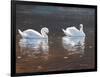 Illustrious Swans-Bruce Dumas-Framed Giclee Print