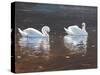 Illustrious Swans-Bruce Dumas-Stretched Canvas