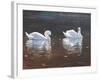 Illustrious Swans-Bruce Dumas-Framed Giclee Print