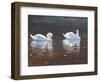 Illustrious Swans-Bruce Dumas-Framed Giclee Print