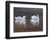 Illustrious Swans-Bruce Dumas-Framed Giclee Print