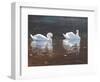 Illustrious Swans-Bruce Dumas-Framed Giclee Print