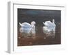 Illustrious Swans-Bruce Dumas-Framed Giclee Print