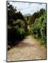 Ilnacullen, Co Cork, Ireland, Happy Valley, From Martello Tower Steps, Spring (photo)-null-Mounted Photographic Print