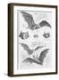 Ilustration of Six Types of Bats-null-Framed Giclee Print