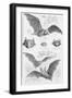 Ilustration of Six Types of Bats-null-Framed Giclee Print