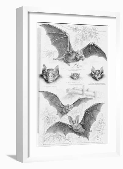 Ilustration of Six Types of Bats-null-Framed Giclee Print
