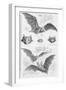 Ilustration of Six Types of Bats-null-Framed Giclee Print