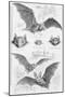 Ilustration of Six Types of Bats-null-Mounted Giclee Print