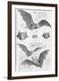 Ilustration of Six Types of Bats-null-Framed Giclee Print