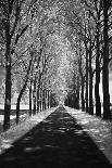 A Walk To Remember II-Ily Szilagyi-Giclee Print