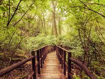 Jungle Landscape in Vintage Style. Wooden Bridge at Tropical Rain Forest. Doi Inthanon Park, Thaila-Im Perfect Lazybones-Photographic Print