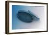 Image of a Petri Plate Used to Culture Cells-null-Framed Art Print