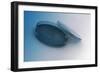 Image of a Petri Plate Used to Culture Cells-null-Framed Art Print