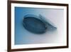 Image of a Petri Plate Used to Culture Cells-null-Framed Art Print
