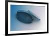 Image of a Petri Plate Used to Culture Cells-null-Framed Art Print