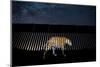 Image of a wild Jaguar projected on to US-Mexico border wall-Alejandro Prieto-Mounted Photographic Print