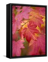 Image of Maple Tree in Fall.-Justin Bailie-Framed Stretched Canvas