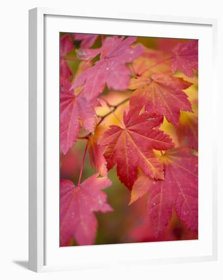 Image of Maple Tree in Fall.-Justin Bailie-Framed Photographic Print