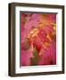 Image of Maple Tree in Fall.-Justin Bailie-Framed Photographic Print