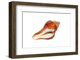 Image of Pugilina Cochlidium (Spiral Melongena) on a White Background. Red Sea Snail. Undersea Anim-yod67-Framed Photographic Print