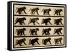 Image Sequence of a Baboon Running, 'Animal Locomotion' Series, C.1887-Eadweard Muybridge-Framed Stretched Canvas
