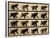 Image Sequence of a Baboon Running, 'Animal Locomotion' Series, C.1887-Eadweard Muybridge-Stretched Canvas