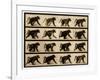 Image Sequence of a Baboon Running, 'Animal Locomotion' Series, C.1887-Eadweard Muybridge-Framed Giclee Print