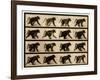 Image Sequence of a Baboon Running, 'Animal Locomotion' Series, C.1887-Eadweard Muybridge-Framed Giclee Print