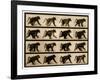 Image Sequence of a Baboon Running, 'Animal Locomotion' Series, C.1887-Eadweard Muybridge-Framed Giclee Print