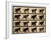 Image Sequence of a Baboon Running, 'Animal Locomotion' Series, C.1887-Eadweard Muybridge-Framed Giclee Print