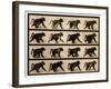 Image Sequence of a Baboon Running, 'Animal Locomotion' Series, C.1887-Eadweard Muybridge-Framed Giclee Print