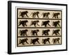 Image Sequence of a Baboon Running, 'Animal Locomotion' Series, C.1887-Eadweard Muybridge-Framed Giclee Print