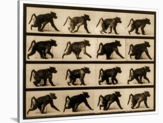 Image Sequence of a Baboon Running, 'Animal Locomotion' Series, C.1887-Eadweard Muybridge-Stretched Canvas