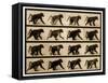 Image Sequence of a Baboon Running, 'Animal Locomotion' Series, C.1887-Eadweard Muybridge-Framed Stretched Canvas