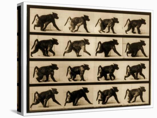 Image Sequence of a Baboon Running, 'Animal Locomotion' Series, C.1887-Eadweard Muybridge-Stretched Canvas