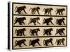 Image Sequence of a Baboon Running, 'Animal Locomotion' Series, C.1887-Eadweard Muybridge-Stretched Canvas