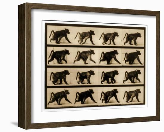 Image Sequence of a Baboon Running, 'Animal Locomotion' Series, C.1887-Eadweard Muybridge-Framed Giclee Print