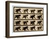 Image Sequence of a Baboon Running, 'Animal Locomotion' Series, C.1887-Eadweard Muybridge-Framed Giclee Print