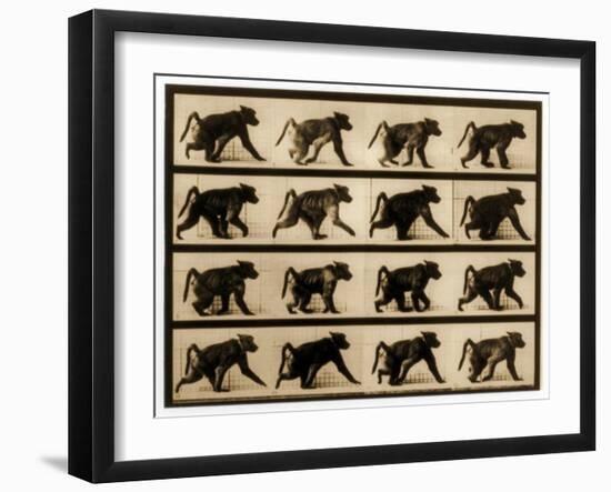 Image Sequence of a Baboon Running, 'Animal Locomotion' Series, C.1887-Eadweard Muybridge-Framed Giclee Print