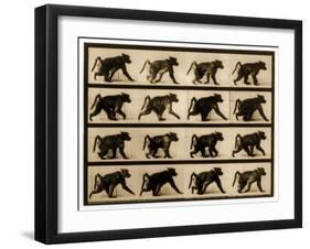 Image Sequence of a Baboon Running, 'Animal Locomotion' Series, C.1887-Eadweard Muybridge-Framed Giclee Print