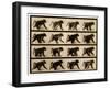 Image Sequence of a Baboon Running, 'Animal Locomotion' Series, C.1887-Eadweard Muybridge-Framed Giclee Print