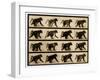 Image Sequence of a Baboon Running, 'Animal Locomotion' Series, C.1887-Eadweard Muybridge-Framed Giclee Print