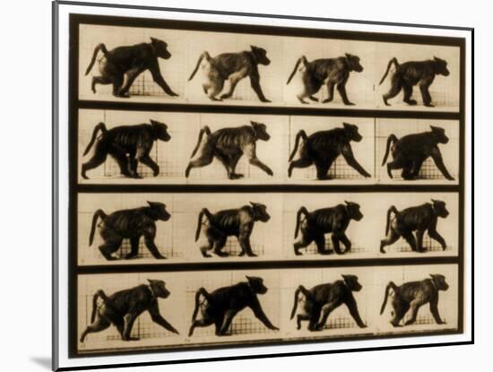 Image Sequence of a Baboon Running, 'Animal Locomotion' Series, C.1887-Eadweard Muybridge-Mounted Giclee Print