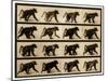 Image Sequence of a Baboon Running, 'Animal Locomotion' Series, C.1887-Eadweard Muybridge-Mounted Giclee Print