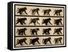 Image Sequence of a Baboon Running, 'Animal Locomotion' Series, C.1887-Eadweard Muybridge-Framed Stretched Canvas